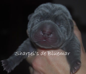 de Bluemar - Shar Pei - Portée née le 16/12/2011