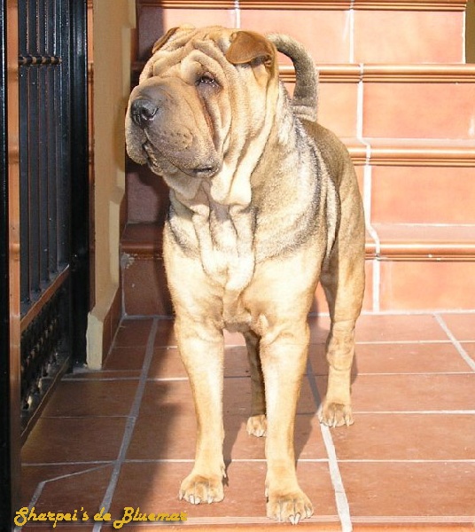 Cora de Bluemar