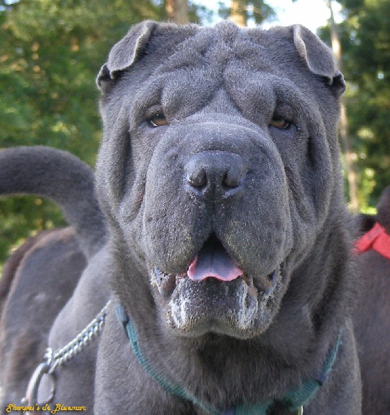 Baloo de Bluemar