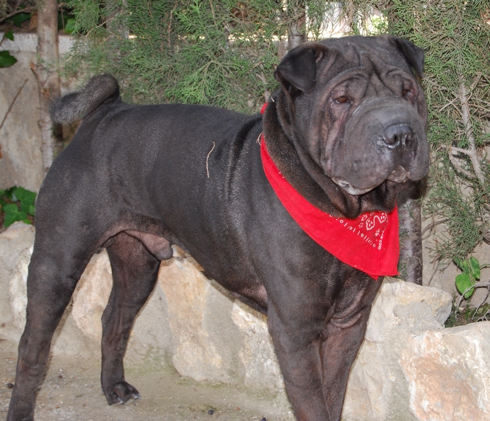 Black de Bluemar