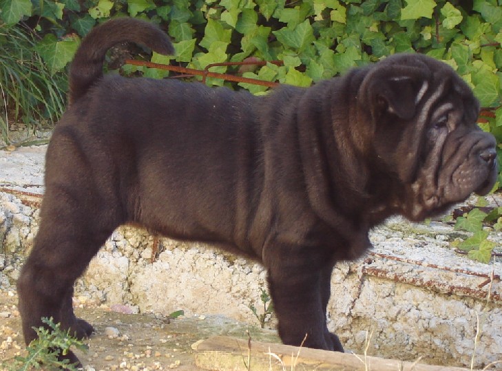Caruso de Bluemar