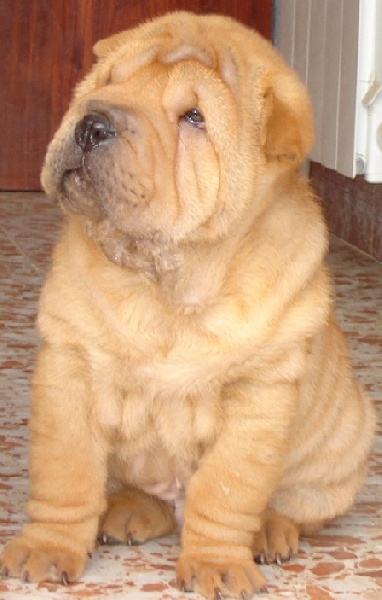 Casper de Bluemar