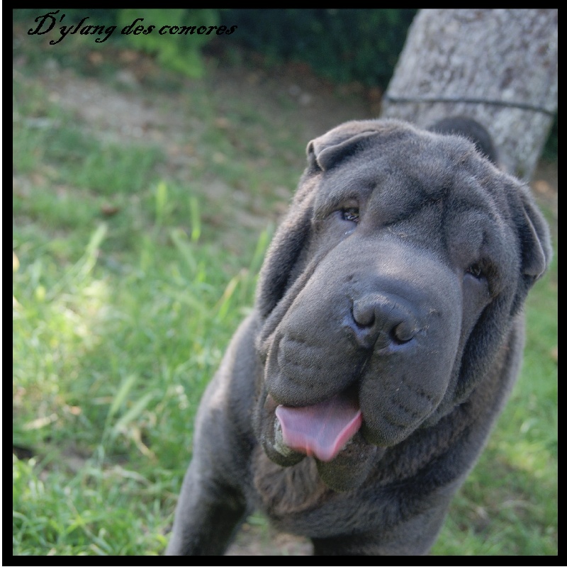 Real prince blue de Bluemar