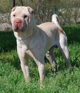 Oso blanco de la nieve de Bluemar