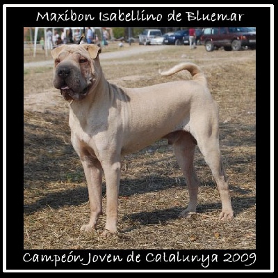 JEUNE CHAMPION DE LA CATALOGNE 2009