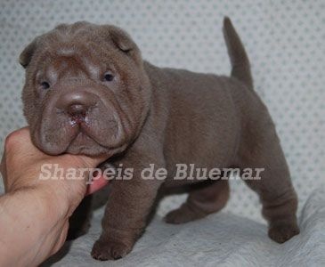 de Bluemar - Chiots disponibles - Shar Pei