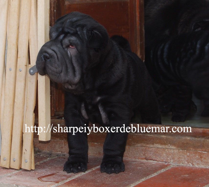 de Bluemar - Chiots disponibles - Shar Pei